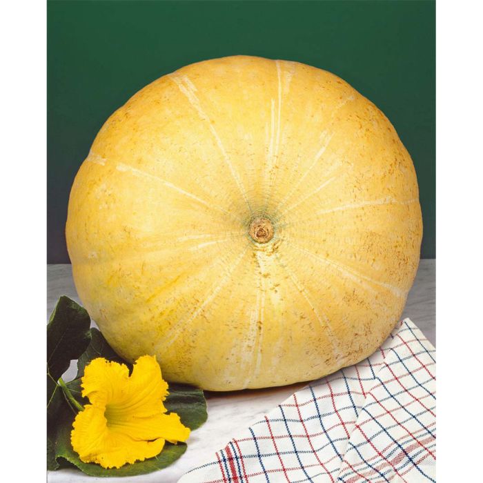 SIEMEN KURPITSA YELLOW PUMPKIN HR3