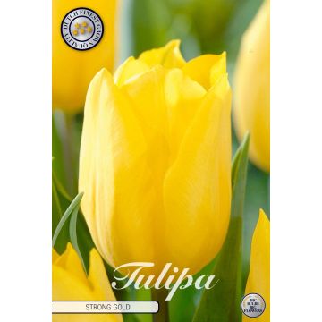 KUKKASIPULI TULIPA TRIUMPH STRONG GOLD